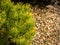 Golden cultivar dwarf mountain pine Pinus mugo Ophir with beautiful green with golden tips of needles on the shore of small bright