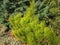 Golden cultivar dwarf mountain pine Pinus mugo Ophir in the sunny winter