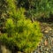 Golden cultivar dwarf mountain pine Pinus mugo Ophir in the sunny winter day
