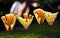 Golden cups of the bracket fungi Stereum ostrea
