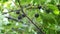 Golden currant berries close-up, on the branches of a shrub. Growing organic berries