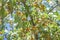 Golden currant bush