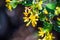 Golden currant Ribes aureum wildflowers