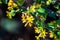 Golden currant Ribes aureum wildflowers