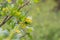 Golden currant Ribes aureum, yellow flowering shrub