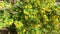 Golden currant yellow flowers, spring blossom, green leaves, beautiful bush in a garden close up, video
