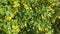 Golden currant yellow flowers, spring blossom, green leaves, beautiful bush in a garden close up, video