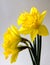 Golden daffodil