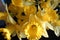 Golden Daffodil Flowers & x28;Narcissus& x29;