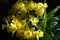 Golden Daffodil Flowers & x28;Narcissus& x29; With Ferns