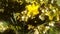 Golden daffodil garden
