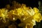 Golden Daffodil Trumpets & x28;Narcissus& x29;
