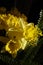 Golden Daffodils & x28;Narcissus& x29; In Sunlight