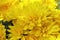 Golden-daisy, beauty backgroung