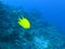 Golden damsel swimming at rainbow reef in fiji