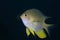 Golden damselfish