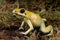 Golden dart frog