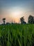 Golden Dawn: Majestic Sunrise Illuminating a Verdant Rice Field