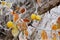 Golden Delicious apple orchard with hoarfrost on the branches and leaves