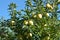 Golden Delicious Apple Tree