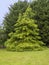 Golden Deodar cedar tree in a garden