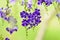 Golden Dew Drop, Pigeon Berry, Sky Flower ( Duranta erecta )