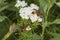 Golden digger wasp foraging for nectar on mountain mint flowers.