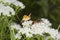 Golden digger wasp foraging for nectar on mountain mint flowers.