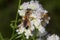 Golden digger wasp foraging for nectar on mountain mint flowers.