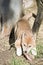 The golden dingo pup is eating a bone