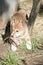 The golden dingo pup is eating a bone