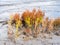 Golden dock, Rumex maritimus, and plants of willowherb, Epilobium hirsutum, on mudflat, Marker Wadden, Netherlands