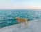 Golden dog on a concrete pier near the turquoise calm sea looks and waits for the owner.