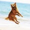 Golden dog jumping on beach