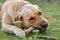 Golden dog labrador terrier eats bone lying on the grass