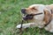 Golden dog Labrador Terrier gnaws a wooden stick lying on the grass