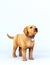 Golden dog puppy with leather collar on white background