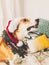 Golden dog in santa hat and christmas wreath waiting for a treat from owner in stylish room. Happy holidays. Festive home pets.