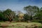 Golden dome of the temple Matrimandir peeps through the trees. Auroville