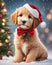 Golden Doodle Christmas puppy