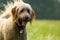 Golden Doodle Dog Enjoying a Walk