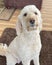 Golden Doodle sitting on brown rug in living room