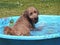 Golden Doodle in Swimming Pool