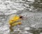 Golden dorado fish leaping to catch fishing lure in a river in Argentina