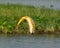 Golden dorado fish leaping to catch fishing lure in a river in Argentina