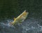 Golden dorado fish leaping to catch fishing lure in a river in Argentina