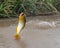 Golden dorado fish leaping to catch fishing lure in a river in Argentina