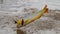 Golden dorado fish leaping to catch fishing lure in a river in Argentina