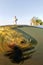 Golden Dorado On A Fly Rod Underwater