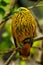 Golden dove sitting on a tree, Viti Levu Island, Fiji